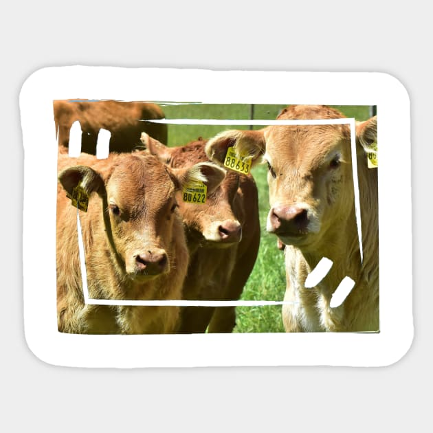 Three Calves Sticker by DeVerviers